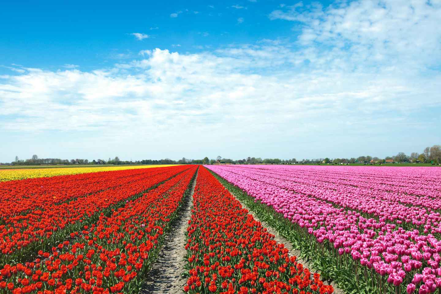 From Amsterdam: Tulip Fields of Holland Tour - From Amsterdam: Tulip Fields of Holland Tour