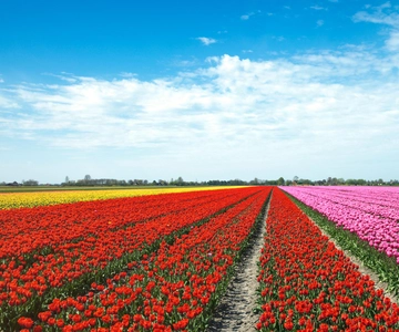 Von Amsterdam aus: Tulpenfelder von Holland Tour