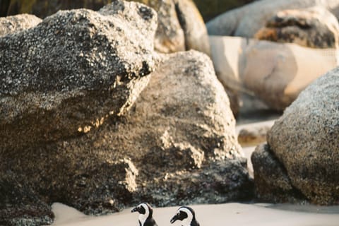 Cape Town: Cape Agulhas and Stony Point Penguin Tour