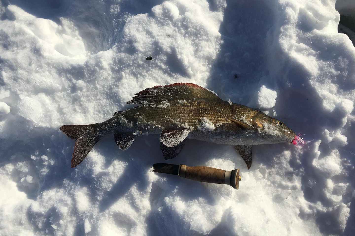 Icefishing and tasting in Lake Inari