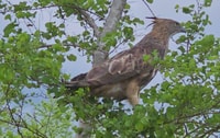 Yala Safari Day Tour From Bentota/Aluthgama/Ahungalla - Housity