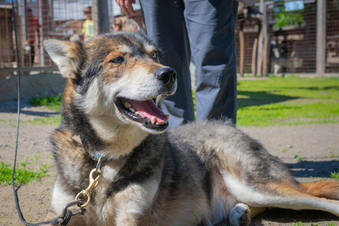 Rovaniemi: Husky & Reindeer Experience with Transfers