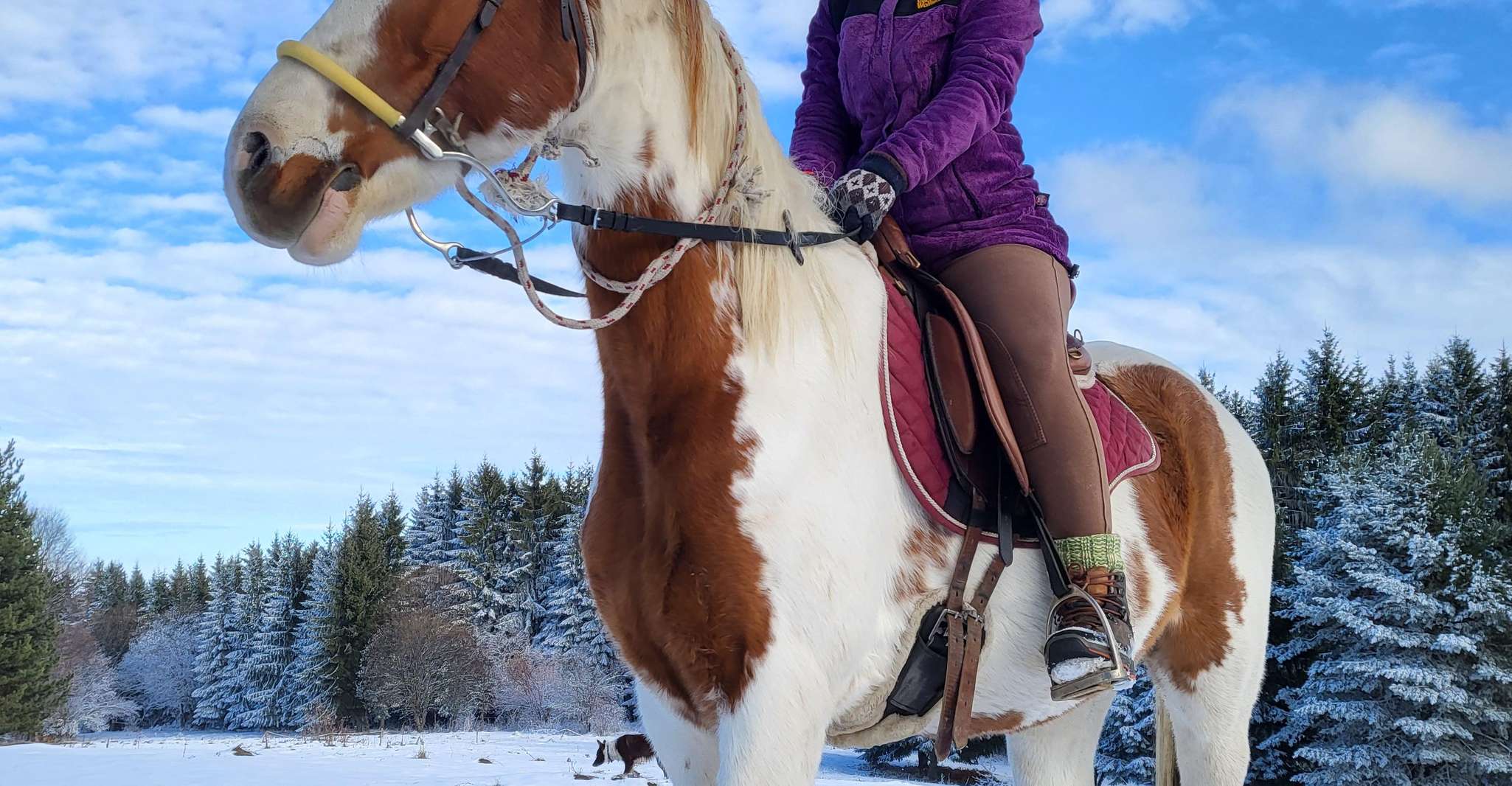 Horse Riding Day Trip in the Rila Mountain - Housity