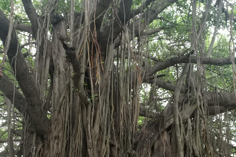 Lokale Fort Kochi Tuk-Tuk Tour