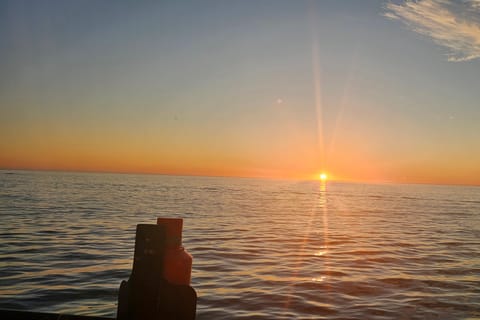 Cape Town: Ocean Safari 1 Hour