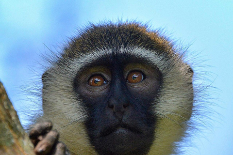 Uganda: 5-Day Gorilla Trekking and Wildlife Safari