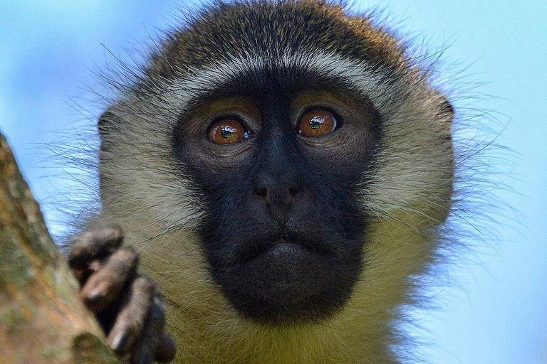 Uganda: 5-Day Gorilla Trekking and Wildlife Safari