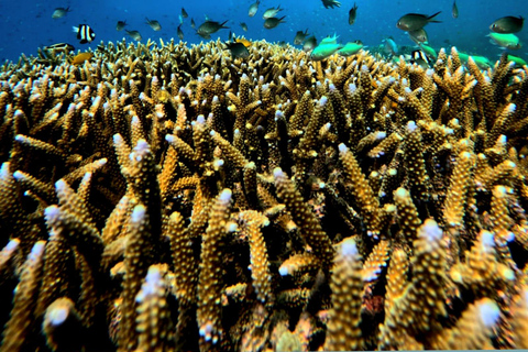 Bali: Gili Island Snorkeling Tour Include Fast Boat Go/Back