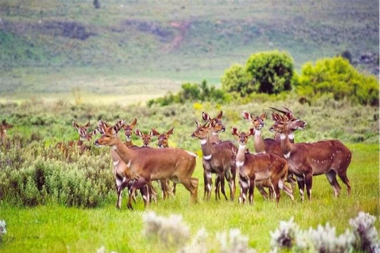 From Addis Ababa: 4-Day Alatish National Park Safari