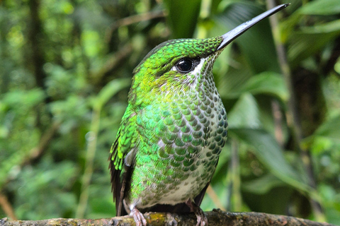 Monteverde: Small-Group Bird Safari with Expert Local Birder
