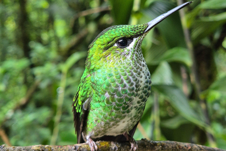 Monteverde: Small-Group Bird Safari with Expert Local Birder