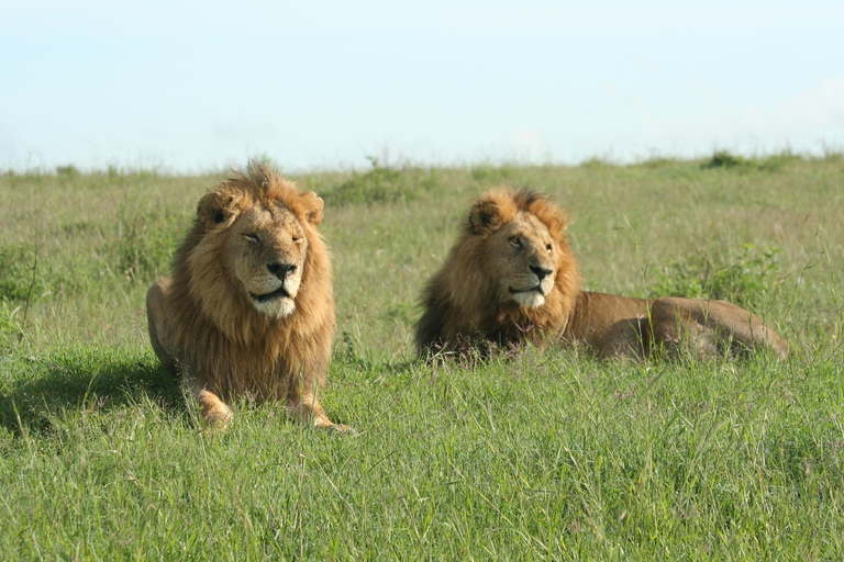 Safari dans le Kenya sauvage Explorez Amboseli, Tsavo Ouest et Tsavo Est 4 joursSafari sauvage au Kenya : découvrez Amboseli, Tsavo Ouest et Tsavo Est en 4 jours