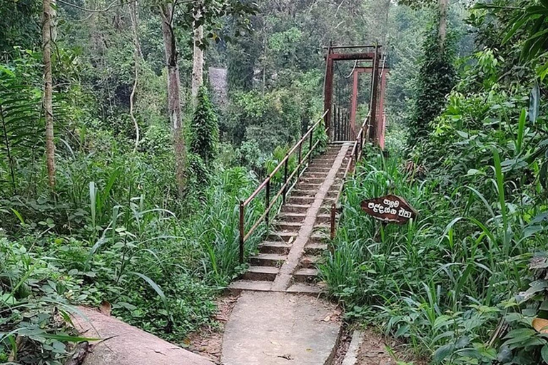 6 Hour Sinharaja Rainforest Tour