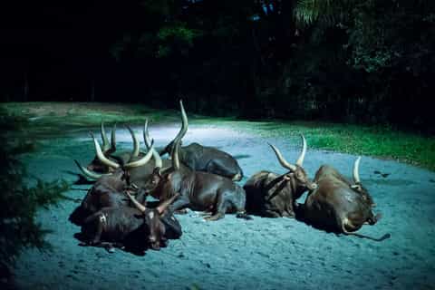 Singapore: Night Safari Ticket, Tram Ride, & Return Transfer