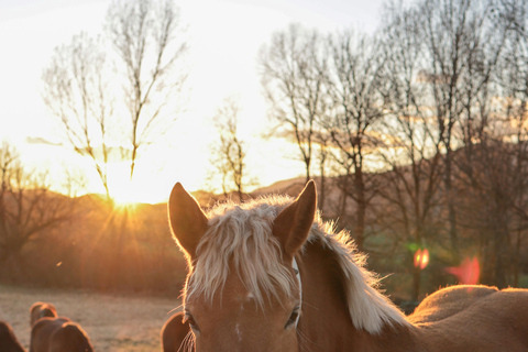 Fort Lauderdale: Horseback Ride with Photo Experience Horseback Ride with Photo Experience (2 Hours)