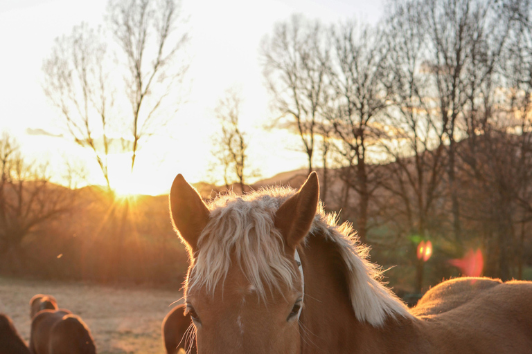 Fort Lauderdale: Horseback Ride with Photo Experience Horseback Ride with Photo Experience (2 Hours)