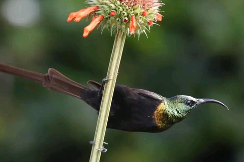 6 uur vogels kijken in nationaal park Nairobi