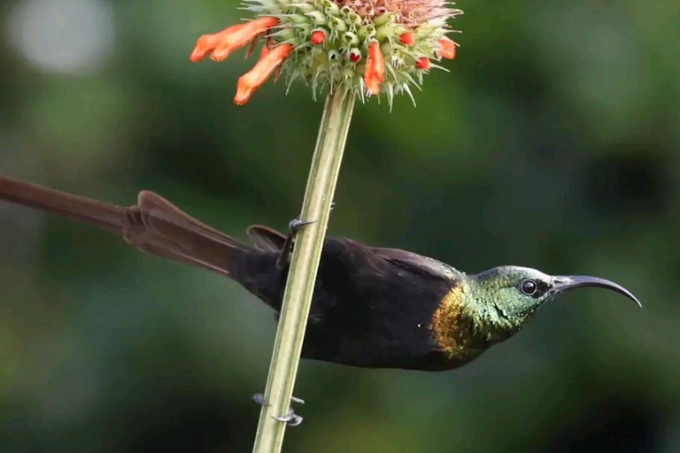 6 uur vogels kijken in nationaal park Nairobi