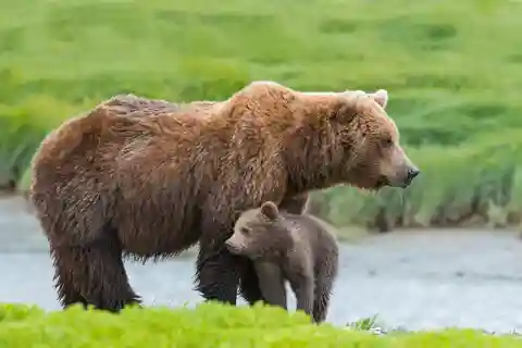 Denali in a Day – Full-Day National Park Tour