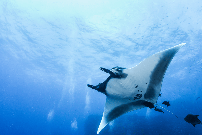 Nusa Penida: Manta Snorkeling Tour with free GoPro & Guide Private Manta Bay Snorkeling & West island trip with lunch