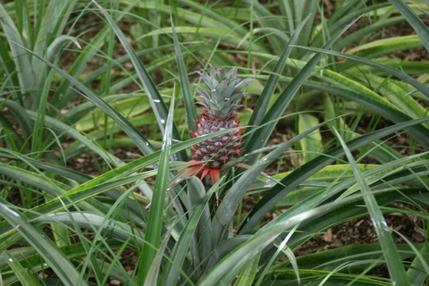 Azores Guided Tour to Volcano and Crater of Sete Cidades