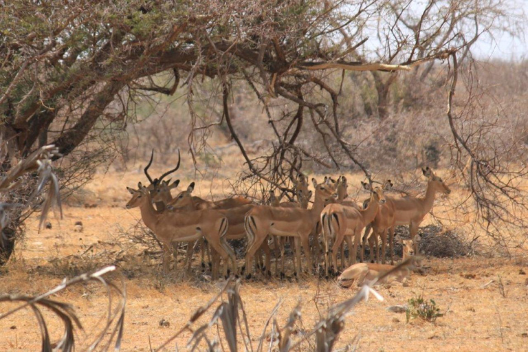 3 dias no Parque Tsavo West a partir de Nairobi
