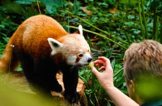 Dubliner Zoo: Eintrittskarte für ein wildes Erlebnis mit über 400 Tieren