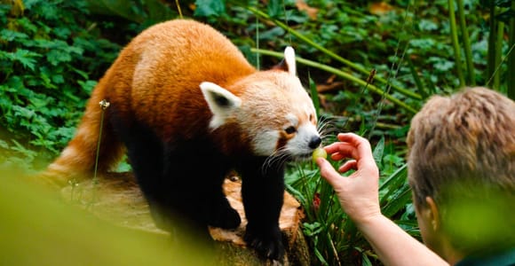 Dublin Zoo Entry Ticket: A Wild Experience with 400+ Animals
