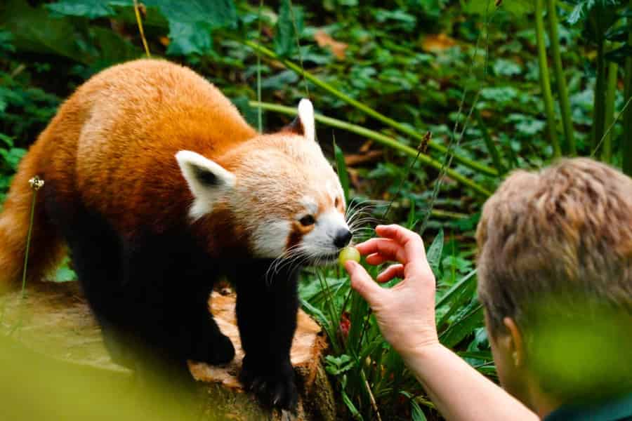 Een wilde ervaring met meer dan 400 dieren
