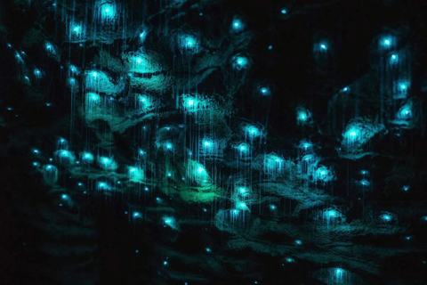 Private Day Tour: Waitomo Glowworms & Hobbiton Movie Set