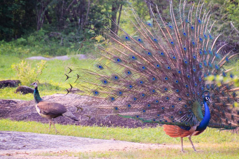 Private Tour from Ella to Hiriketiya with Yala Safari