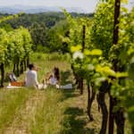 Spolert Winery - Picnic in the vineyard - Prepotto