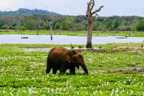 Yala Safari Tour from Galle/Weligama/Mirissa/Matara/Tangalle