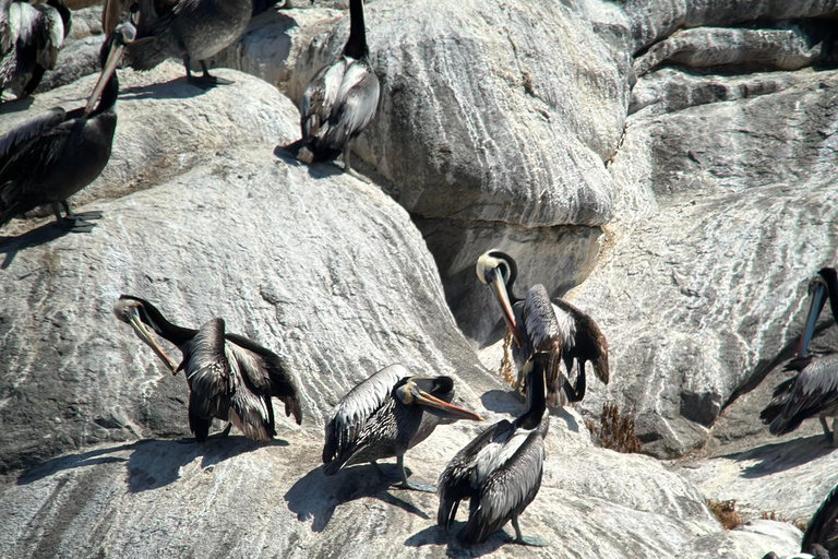 From Valparaiso: Private Mantagua Wetlands & Penguins Tour