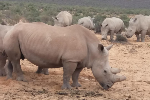 Kaapstad: Aquila big five safari met vervoer &amp; lunch