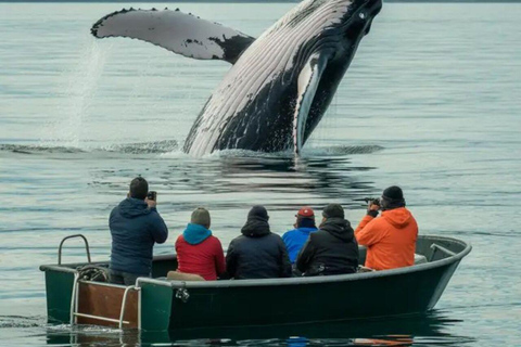 The Great Dolphin and Whale Watching Boat Adventure in Los Angeles