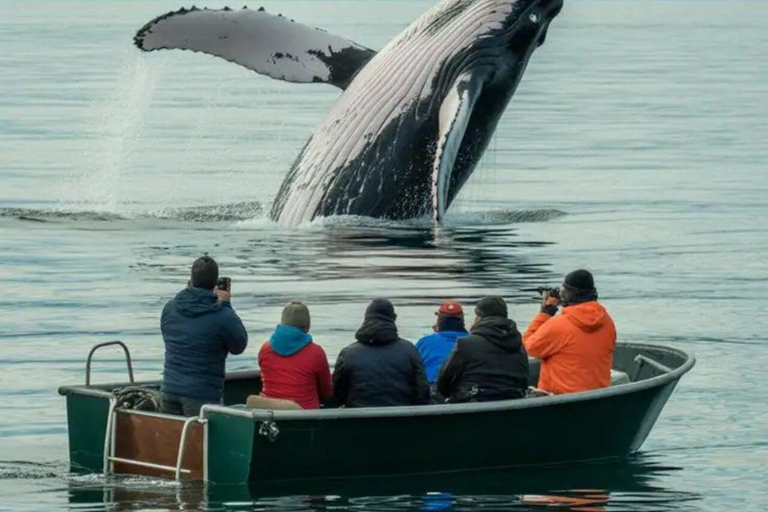 The Great Dolphin and Whale Watching Boat Adventure in Los Angeles