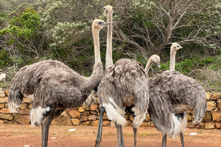 Cape of Good Hope and Penguins Full-Day Private Tour Private tour: Cape of Good Hope and Penguins Full-Day Tour