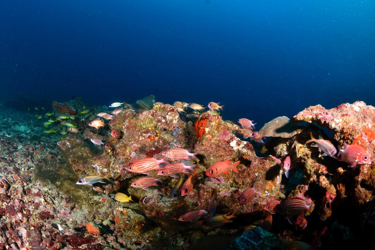 Colombo: Shipwreck Diving Experience within the city