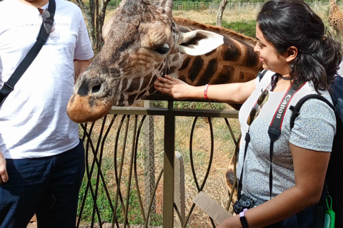 Nairobi: Nationalpark, elefantbarnhem och giraffutflykt