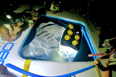 Kailua-Kona: Snorkeling alle mante con cioccolata calda