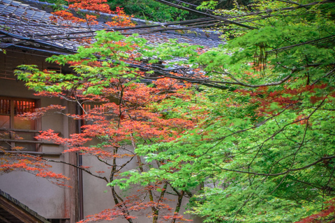 Kyoto & Nara: Private Guided Tour on Green Licensed Alphard