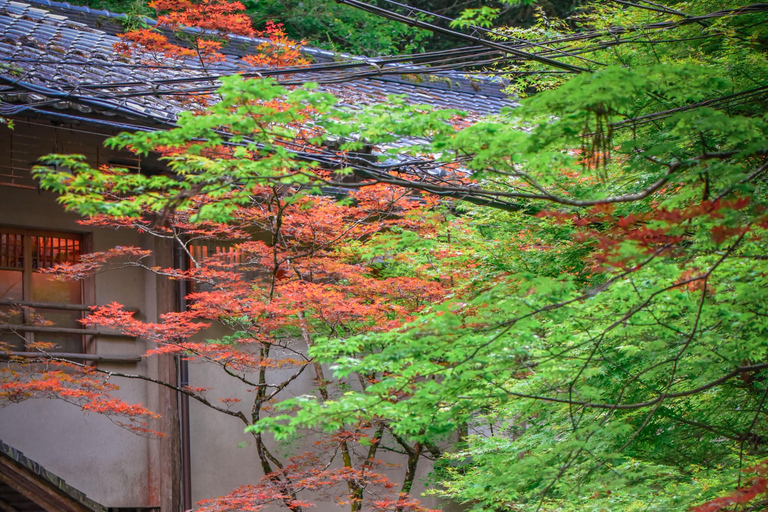Kyoto & Nara: Private Guided Tour on Green Licensed Alphard