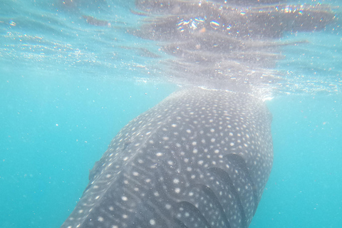 Small group Whale Shark snorkeling in La Paz, BCS, Mexico
