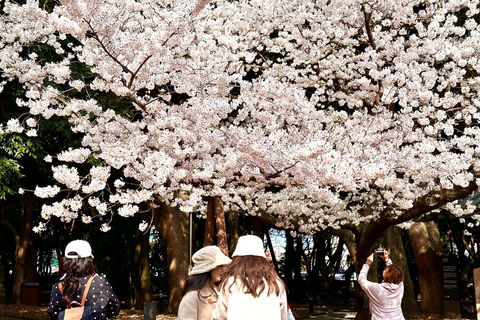 Jeju East: Cherry Blossom Tour & Women Divers Show