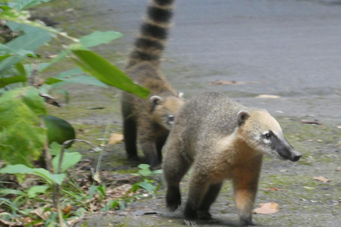 Tour delle cascate e delle grotte del Parco Nazionale di Tijuca