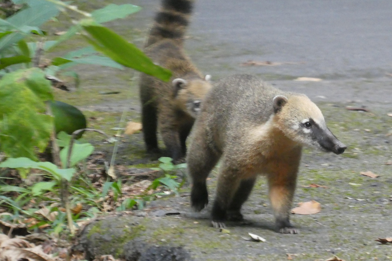 Tour delle cascate e delle grotte del Parco Nazionale di Tijuca