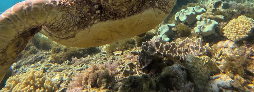 Dumaguete Apo Island Snorkeling with turtle Tour (plongée en apnée avec tortue)