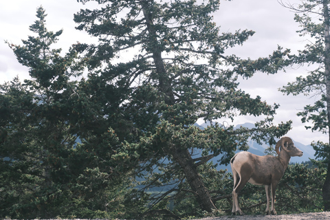 Banff: Grizzly Bear & Nature Walk & Hidden Gem Sunset Tour