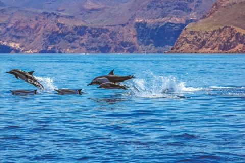 Porto Rico : 4 h d'excursion en catamaran avec les dauphins Premium